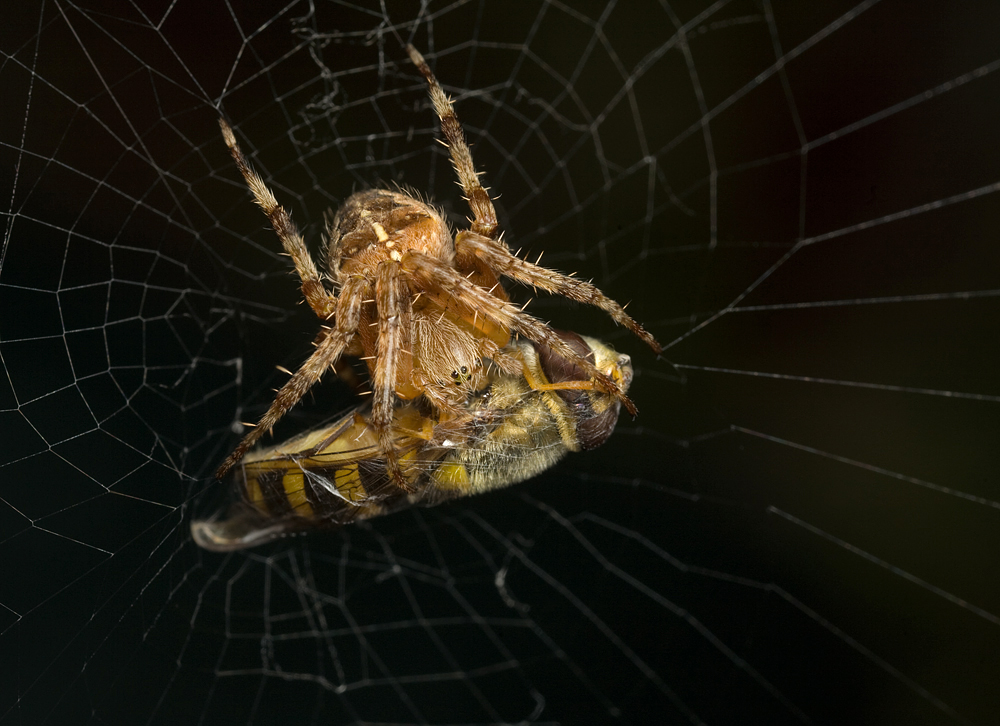Spider with Hoverfly